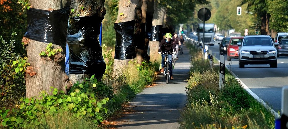 Weil die Bäume entlang der B 61 mit weißer Farbe bemalt wurden, hat Straßen.NRW die Linden mit Folie umwickelt - um Autofahrer nicht abzulenken. - © Andreas Frücht