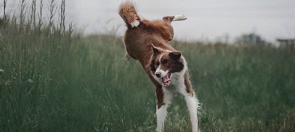 Welttag des Hundes: ein Grund zur Freude für Vierbeiner und Herrchen oder Frauchen. - © (Symbolbild) Pixabay