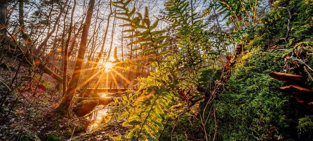 An den Hövelhofer Emsquellen blüht der Farn und die Pilze sprießen an einem morschen Baum, der im Wasser liegt. - © Besim Mazhiqi