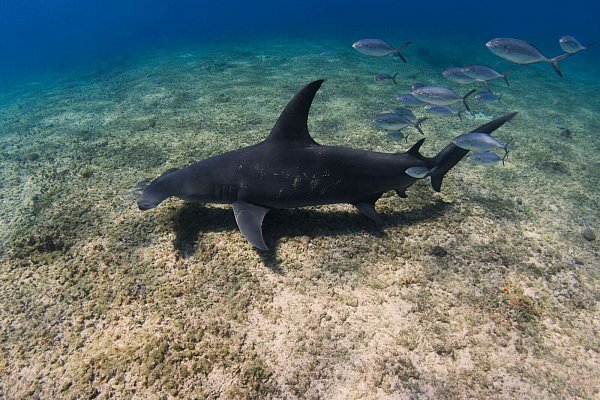 Der Kopf von Hammerhaien ist seitlich stark verbreitert, Augen und Nasenlöcher sitzen an den Enden dieser hammerförmigen Ausläufer. - © Annie Guttridge/eurekaalert.org/dpa
