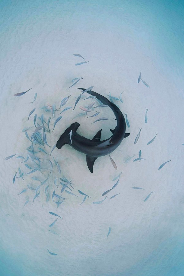 Hammerhaie sind besonders anfällig für Überfischung. - © Annie Guttridge/eurekaalert.org/dpa