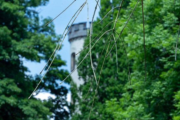 Hinter einer Trauer-Esche, deren Zweige vom Eschentriebsterben gezeichnet sind, ist ein Turm des Schlosses Rosenau zu sehen. - © Pia Bayer/dpa