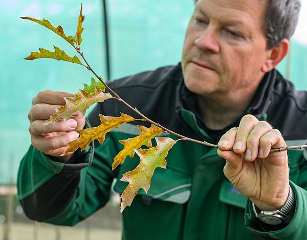 Baumschulgärtner Holger Derno betrachtet in der Baumuniversität Blätter einer Eiche (Quercus canbyi). Diese Eichenart ist unter anderem in Mexiko heimisch. (Archivbild) - © Patrick Pleul/dpa