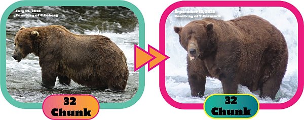 Die Gewichtszunahme über den Sommer hinweg ist dem Lachsfresser deutlich anzusehen. (Handout) - © C. Loberg/T. Carmack/Katmai-Nationalpark/dpa