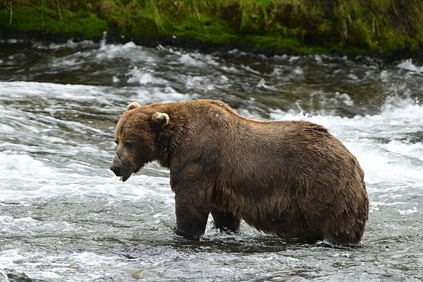 Braunbär 32 «Chunk» ist im Juli noch deutlich schlanker. (Handout) - © Loberg/Katmai Nationalpark/dpa