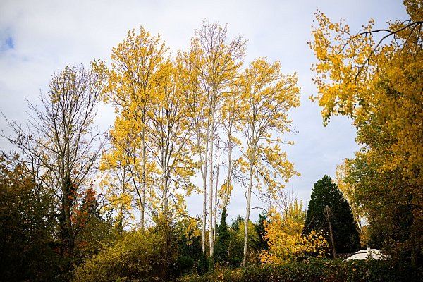 Zitterpappeln stehen an einem Parkplatz. Die Zitterpappel ist Baum des Jahres 2026. - © Julian Stratenschulte/dpa
