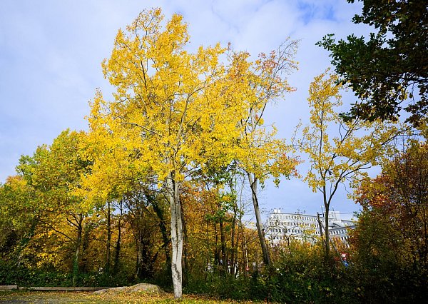 Eine Zitterpappel (Populus tremula) - auch Espe oder Aspe genannt - steht an einem Parkplatz. Die Zitterpappel ist Baum des Jahres 2026. - © Julian Stratenschulte/dpa