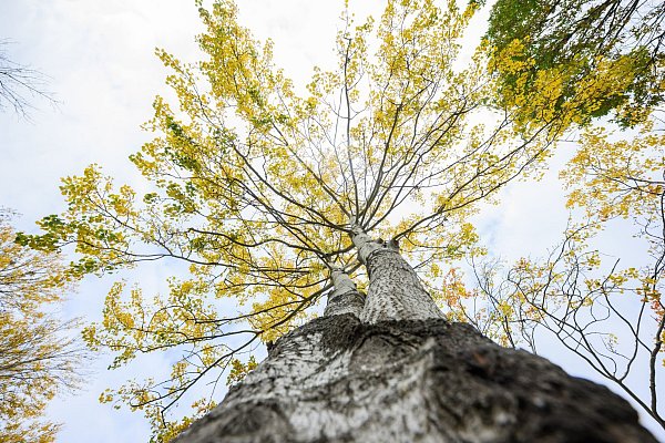 Die Zitterpappel steht für Widerstandskraft, Artenvielfalt sowie Erneuerung. - © Julian Stratenschulte/dpa