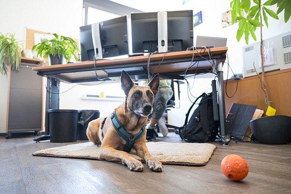 Am Arbeitsplatz braucht der Hund ein ungestörtes Plätzchen zum Ausruhen. - © Oliver Dietze/dpa