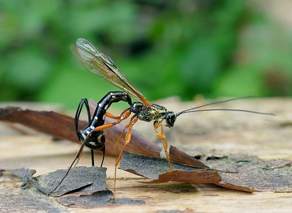 Die Schlupfwespen-Larve frisst die Holzwespen-Larve auf. - © Matej Schwarz/Senckenberg Gesellschaft für Naturforschung /dpa