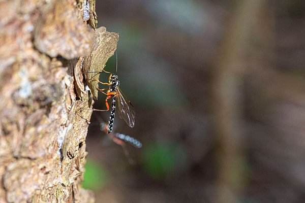 Die grazile Holzwespen-Schlupfwespe wird «Insekt des Jahres» 2025. - © Noah Meier/Senckenberg Gesellschaft für Naturforschung/dpa