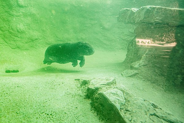 Selbst unter Wasser ist Toni einfach süß (Archivbild). - © Carsten Koall/dpa