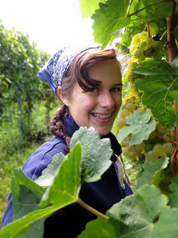 Winzerin Regine Minges bei der Arbeit im Weinberg. Nur wenn sich die Reben wohlfühlen, geben ihre Trauben den besten Wein. - © Weingut Minges