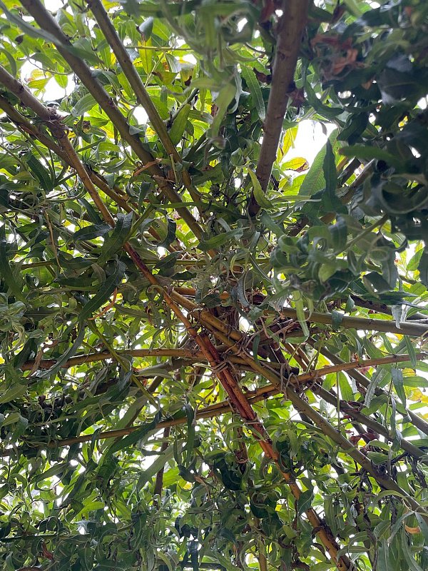 Das Weidentipi im Garten entsteht durch das Einpflanzen von zehn frischen, biegsamen Weidenruten. - © DIY Academy/dpa-tmn