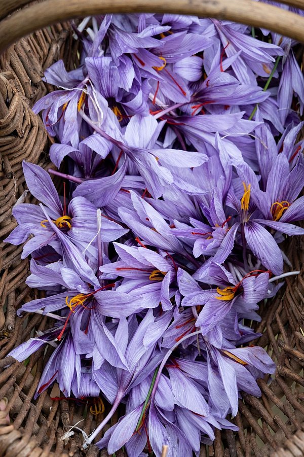 Safranblüten liegen in einem Körbchen. Jede hat lange rote Fäden. Für einen Tee etwa braucht es 3 Fäden, für eine Suppe etwa 10 bis 15. - © Andreas Drouve/dpa-tmn