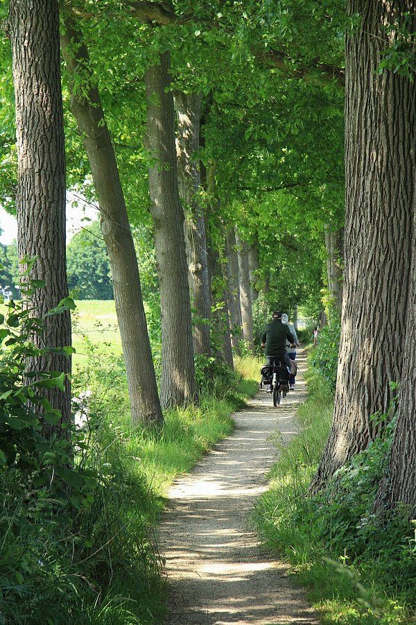 Breite Radwege sehen anders aus: Bei Geesteren schlängelt sich die Mühlen-Route zwischen Kuhweiden hindurch. - © Bernd F. Meier/dpa-tmn