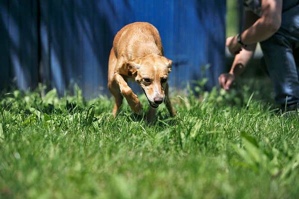 Ein professionelles Hundetraining kann ängstlichen Tieren helfen, entspannter und zutraulicher zu werden. - © Heike Schmidt-Röger/Kosmos/dpa-tmn