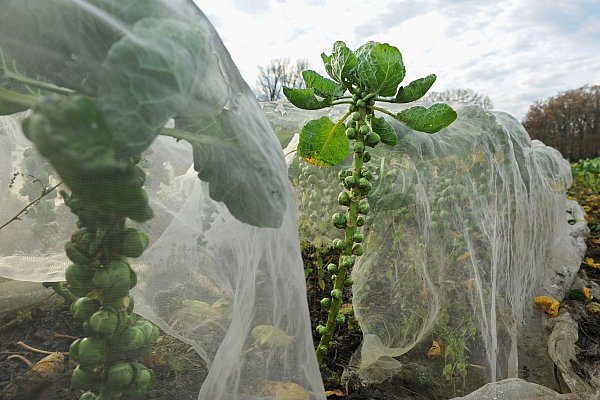 Rosenkohl ist ein winterhartes Gemüse und kann das ganze Jahr draußen bleiben. - © Ingo Wagner/dpa/dpa-tmn