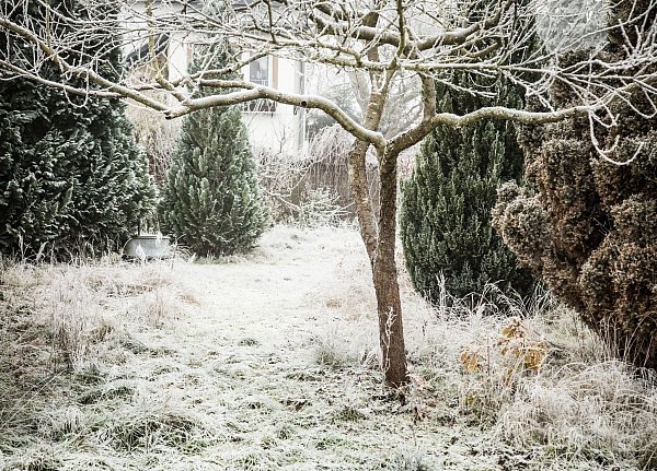 Raureif verleiht dem Garten einen winterlichen Glanz. - © Christin Klose/dpa-tmn