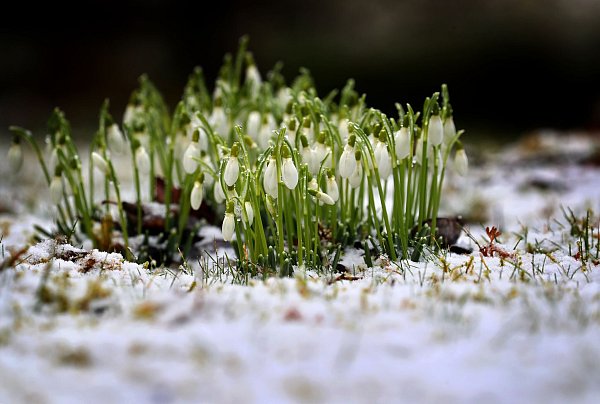 Schneeglöckchen gehören zu den Frühblühern - sie blühen bereits ab Februar. - © Karl-Josef Hildenbrand/dpa/dpa-tmn