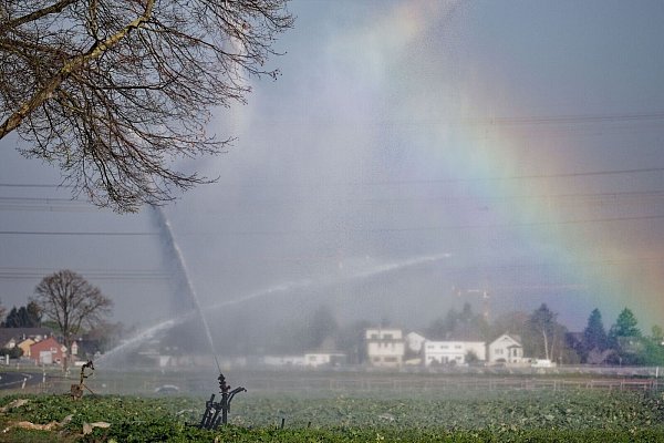 Felder müssen derzeit mehr bewässert werden als sonst. (Archivbild) - © Henning Kaiser/dpa
