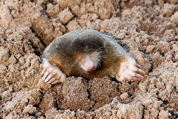 Arten wie der Maulwurf sind weit verbreitet. Dennoch gibt es auch bei ihm in der Wissenschaft noch viele offene Fragen. - © Agami/T. Douma/blickwinkel/dpa