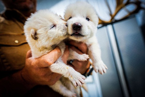 Das undatierte Foto zeigt Romulus und Remus als Welpen. - © Uncredited/Colossal Biosciences/AP/dpa