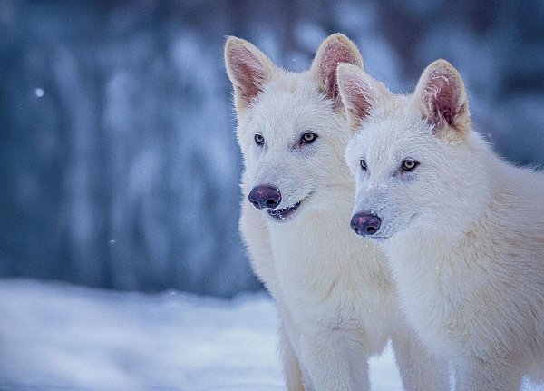 Das undatierte Foto zeigt die beiden Rüden Romulus und Remus im Alter von drei Monaten. - © Uncredited/Colossal Biosciences/AP/dpa