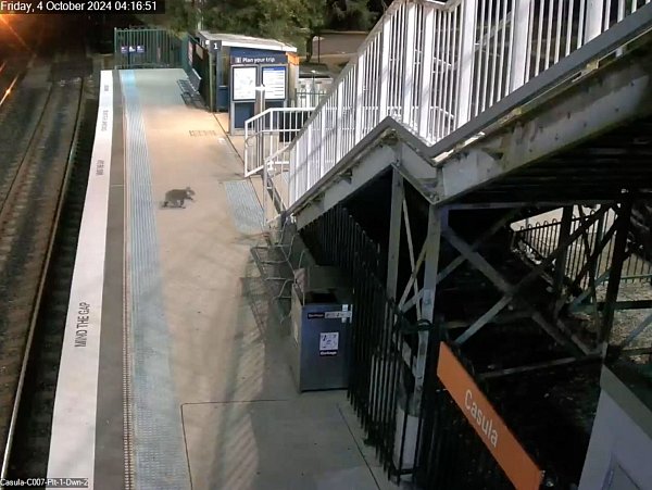 Der Koala hat den Bahnhof ausgiebig erkundet. - © -/Transport for NSW via AAP /dpa