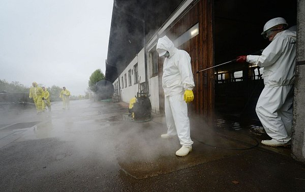 Ist in einem Betrieb auch nur ein Tier infiziert, greifen strenge Maßnahmen. (Symbolbild) - © picture alliance / dpa