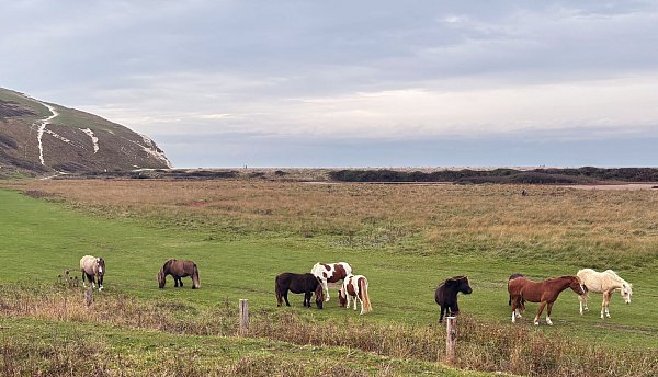 Pferde grasen gemütlich entlang des Cuckmere - im Hintergrund schlängelt sich der Wanderweg entlang der Seven Sisters den Felsen hoch. - © Nathalie Helene Rippich/dpa-tmn