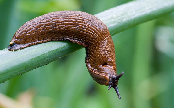 Im vergangenen Jahr dominierte sie viele Diskussionen auf Gartenplattformen: Arion vulgaris. (Archivbild) - © Patrick Pleul/dpa-Zentralbild/dpa