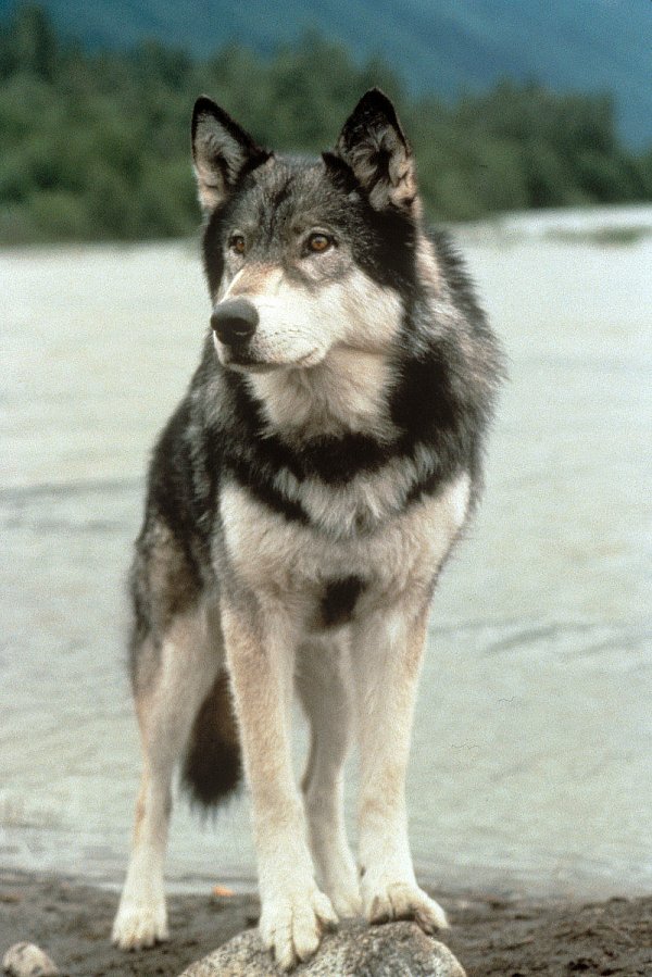 Der Wolf aus dem Film "Wolfsblut" ist ein sogenannter Wolfshybride: Halb Wolf, halb Hund. - © picture-alliance / KPA Honorar & Belege