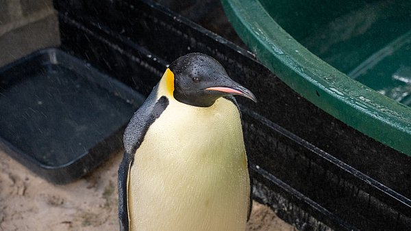 Der Kaiserpinguin wurde von einer Vogelpflegerin aufgepäppelt (Handout). - © Miles Brotherson/DBCA/dpa