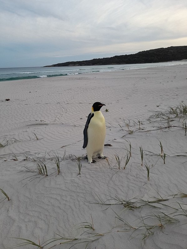 Einsam und etwas überrascht fand sich der Kaiserpinguin plötzlich in Australien wieder (Handout). - © Uncredited/DBCA/dpa