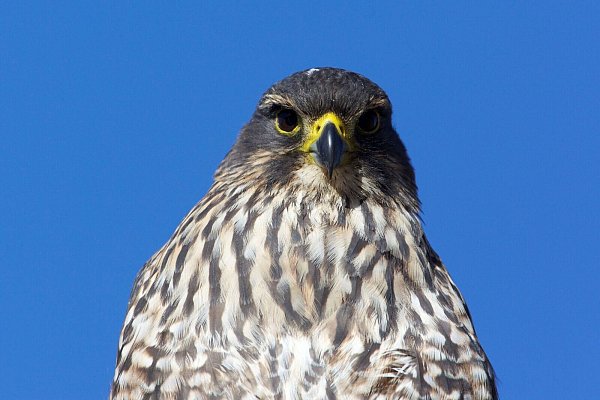 Die mittelgroßen Vögel sind in Neuseeland endemisch und gelten als gefährdet. - © Luc Hoogenstein/Forest and Bird/dpa