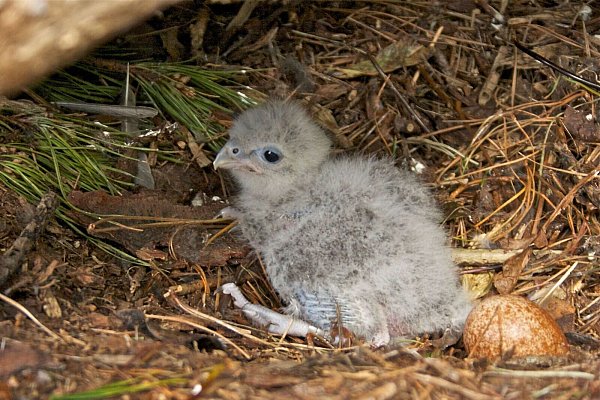 Als Küken sind Neuseelandfalken noch flaumig und hell. - © Steve Attwood/Forest and Bird/dpa