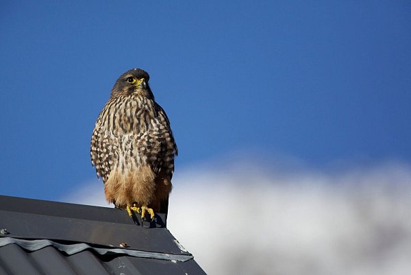 Der Karearea ist Neuseelands einziger Falke. - © Luc Hoogenstein/Forest and Bird/dpa