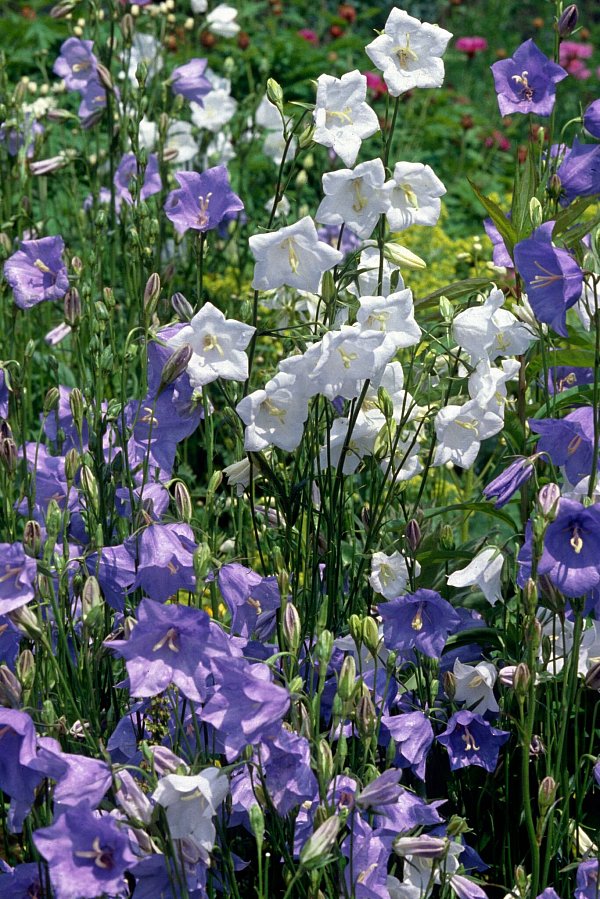 Die Pfirsichblättrige Glockenblume kann als Begleitstaude gepflanzt werden. - © picture alliance / Marion Nickig/dpa-tmn