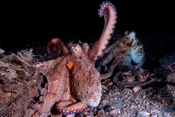Oktopusse setzen ihre Vorderarme häufiger zum Erkunden ein, die hinteren dagegen eher zur Fortbewegung. - © Chelsea Bennice/Florida Atlantic University/dpa