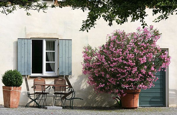 Im Sommer ist der Oleander ein Blickfang auf der Terrasse. Wird es im Herbst kälter, braucht die Kübelpflanze aber ein geeignetes Winterquartier. - © Matthias Schrader/dpa/dpa-tmn