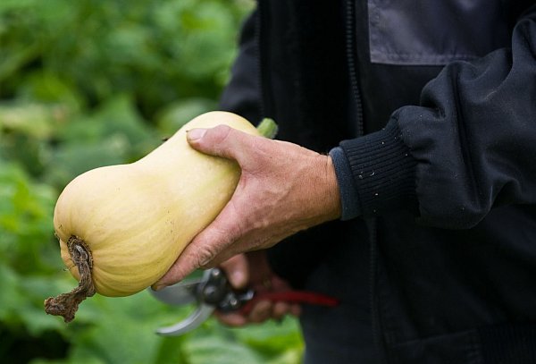 Ernte eines Kürbisses der Sorte Butternut. (Archivbild) - © picture alliance / dpa