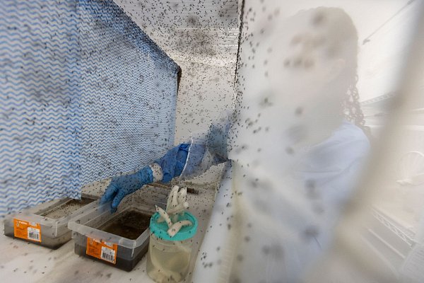 Zahlreiche Gelbfiebermücken, die zur Bekämpfung des Dengue-Fiebers mit Wolbachia-Bakterien modifiziert wurden, fliegen in einem Insektenkäfig in Rio de Janeiro. (Archivbild) - © Fernando Souza/dpa