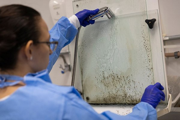 Larven von Gelbfiebermücken, die mit Wolbachia-Bakterien modifiziert wurden, werden im Labor des brasilianischen Instituts Fiocruz in Rio de Janeiro im Kampf gegen Dengue-Fieber gefiltert. (Archivbild) - © Fernando Souza/dpa