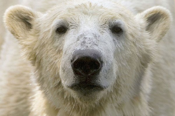 Bei Eisbär Knut spielten die Besucher und Medien des Berliner Zoos lange verrückt. (Archivbild) - © picture alliance / dpa