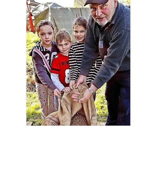 Heinz Brinkmann zeigt Johanna, Niklas und Marie (v.l.) die ersten Weizenkörner, die die Dreschmaschine vom Stroh getrennt hat. Aus den circa 350 Garben drischt die Maschine schließlich 15 Zentner Weizen. - © FOTOS: JULIA GESEMANN