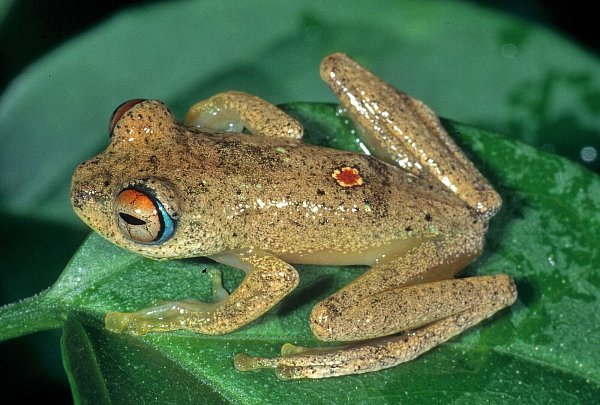 Andere Frösche quaken, diese trillern wie Vögel. - © Miguel Vences/Frank Glaw/dpa