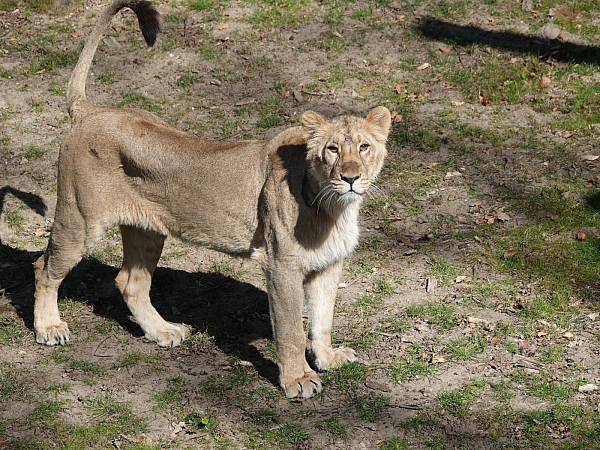 Die Löwin Kiara aus Jerusalem.