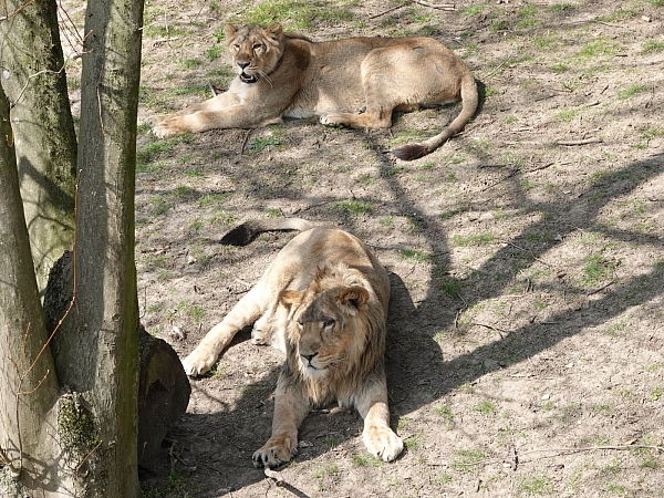 Die Löwen entspannen im Zoo Osnabrück.