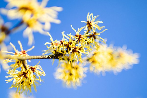 Die Zaubernuss begeistert früh im Jahr mit leuchtend gelben Blüten. - © Marcel Kusch/dpa/dpa-tmn